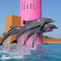 Nado con delfines en Ixtapa-Zihuatanejo: Delfiniti