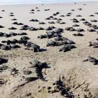 Liberación de Tortugas
